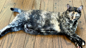 Lost Pet: Lexy