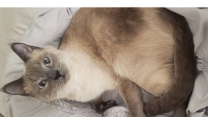 Lost Pet: Habib