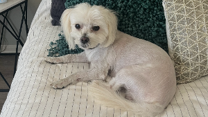 Lost Pet: Bailey