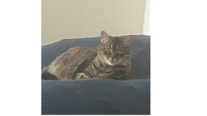 Lost Pet: Lily