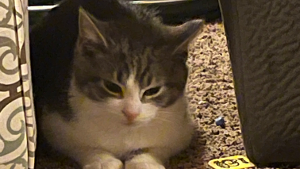 Lost Pet: SNOWFLAKE