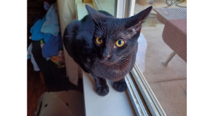 Lost Pet: Casey