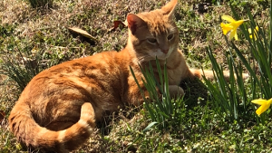 Lost Pet: Clay
