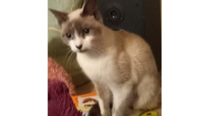 Lost Pet: Sabine