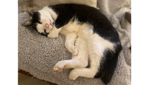 Lost Pet: Zephyr