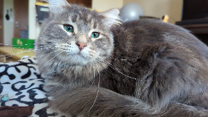 Lost Pet: Trixie