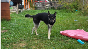 Lost Pet: Atari