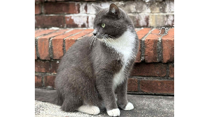 Lost Pet: Tux