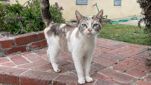 Lost Pet: Francis