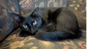 Lost Pet: Squoobie