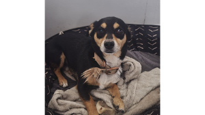 Lost Pet: Rico
