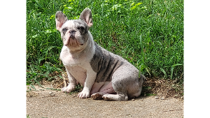 Lost Pet: Nova
