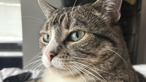Lost Pet: Mingus