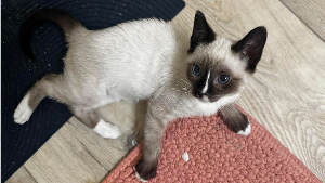Lost Pet: Captain Meow Meow