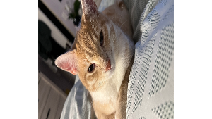 Lost Pet: Iggy