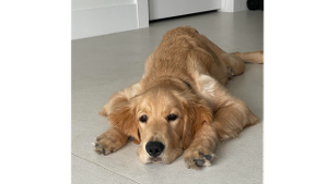 Lost Pet: Ace
