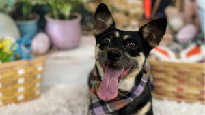 Lost Pet: Tina
