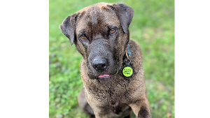 Lost Pet: Pickles