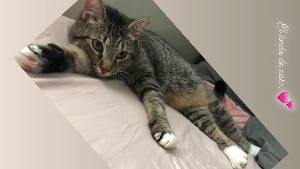 Lost Pet: Romeo
