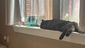 Lost Pet: Dexter