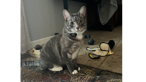 Lost Pet: Smudge