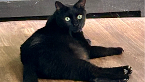 Lost Pet: Bentley - Hewson