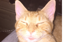 Lost Pet: Chester