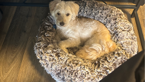 Lost Pet: Cody