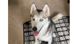 Lost Pet: Kimber