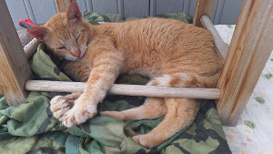 Lost Pet: Scamp