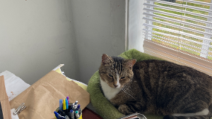 Lost Pet: Money