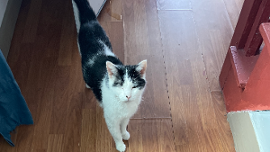 Lost Pet: Salt