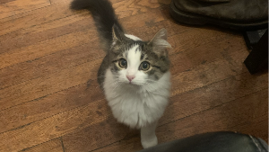 Lost Pet: Keisha