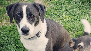 Lost Pet: Brian