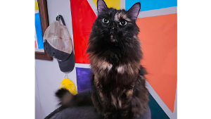 Lost Pet: Olive