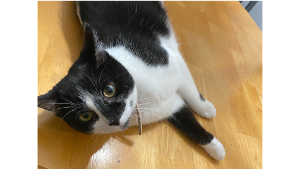 Lost Pet: Lexi