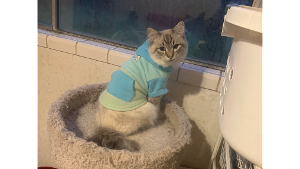 Lost Pet: Cinnamon Roll