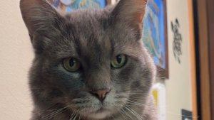 Lost Pet: Luke Duke