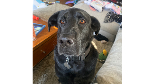 Lost Pet: Kobe