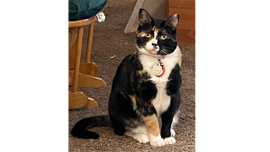 Lost Pet: Peaches