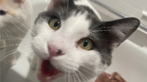 Lost Pet: Pikachu
