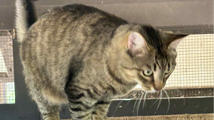 Lost Pet: Jasper