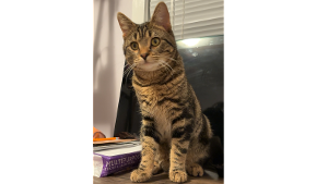 Lost Pet: Simba