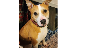 Lost Pet: Jack