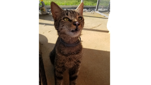 Lost Pet: Buzz