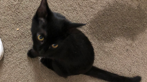 Lost Pet: Wick