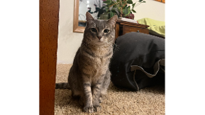 Lost Pet: Kiki
