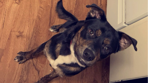 Lost Pet: Keylo