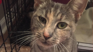 Lost Pet: Clementine