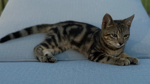 Lost Pet: Swivel